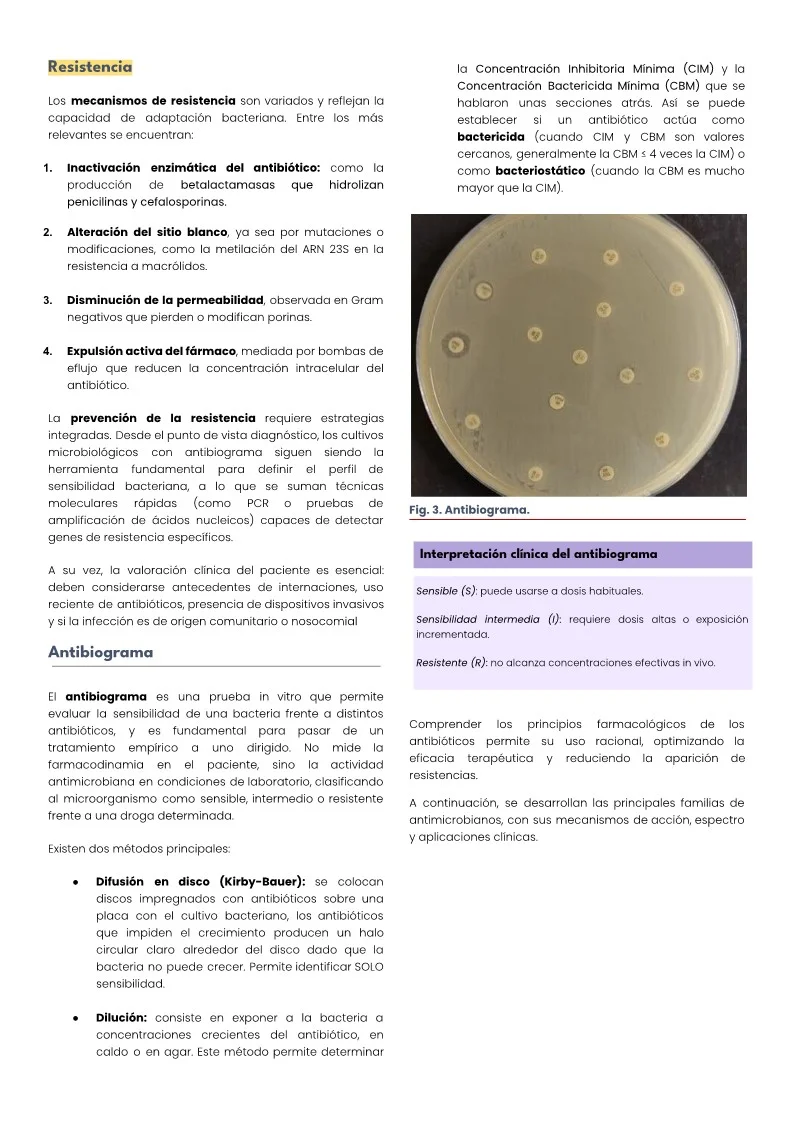 ANT 3